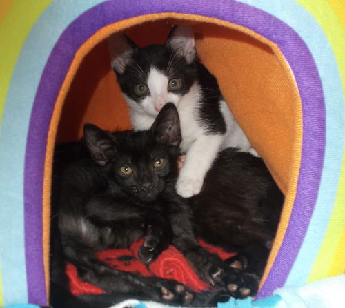 picture of the cat needing adoption