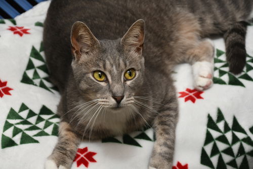 picture of the cat needing adoption