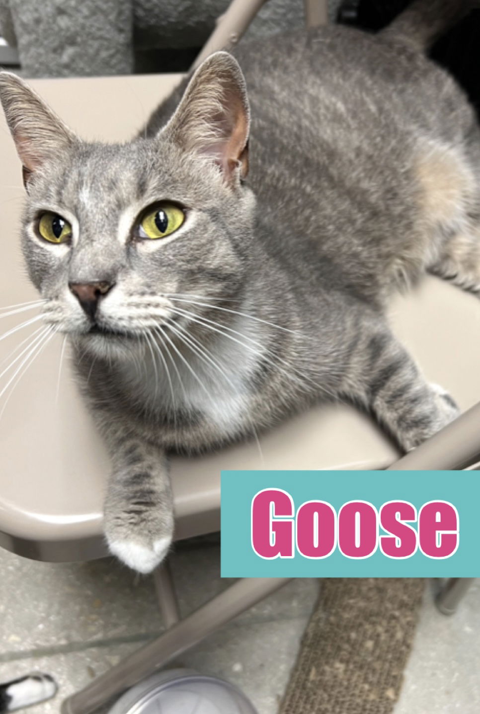 adoptable Cat in Naples, FL named Goose