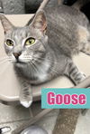 adoptable Cat in  named Goose