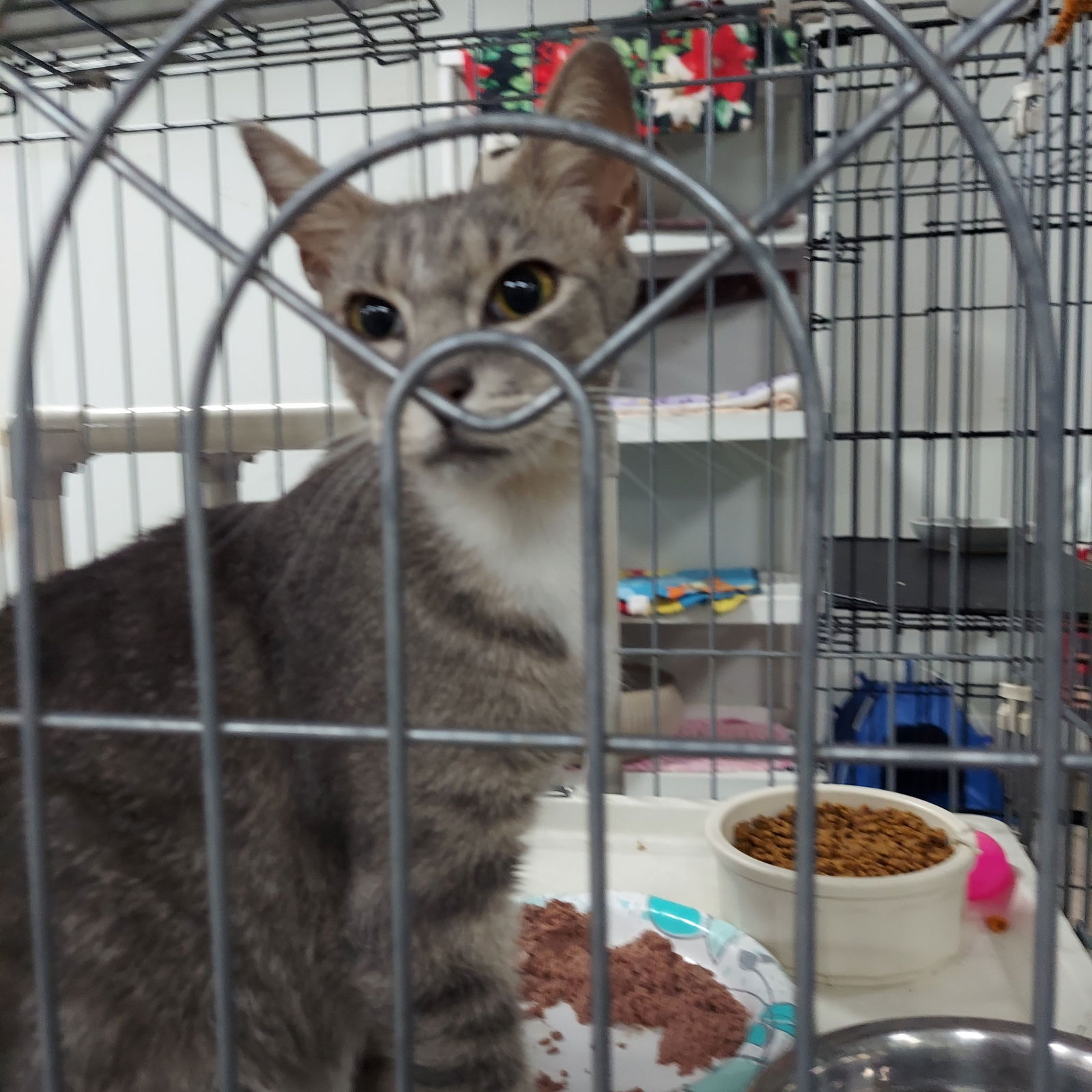 adoptable Cat in Naples, FL named Goose