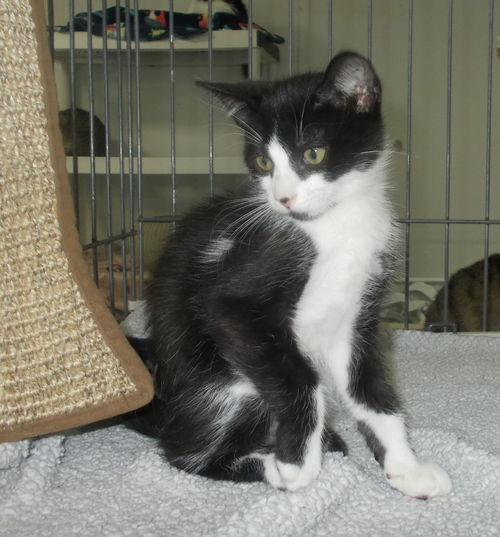 picture of the cat needing adoption