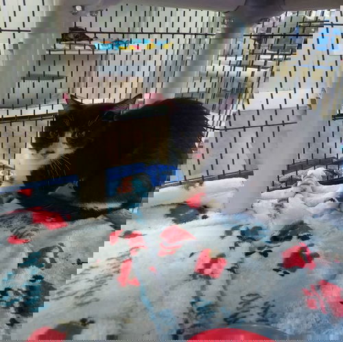 picture of the cat needing adoption
