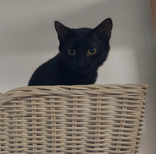 picture of the cat needing adoption