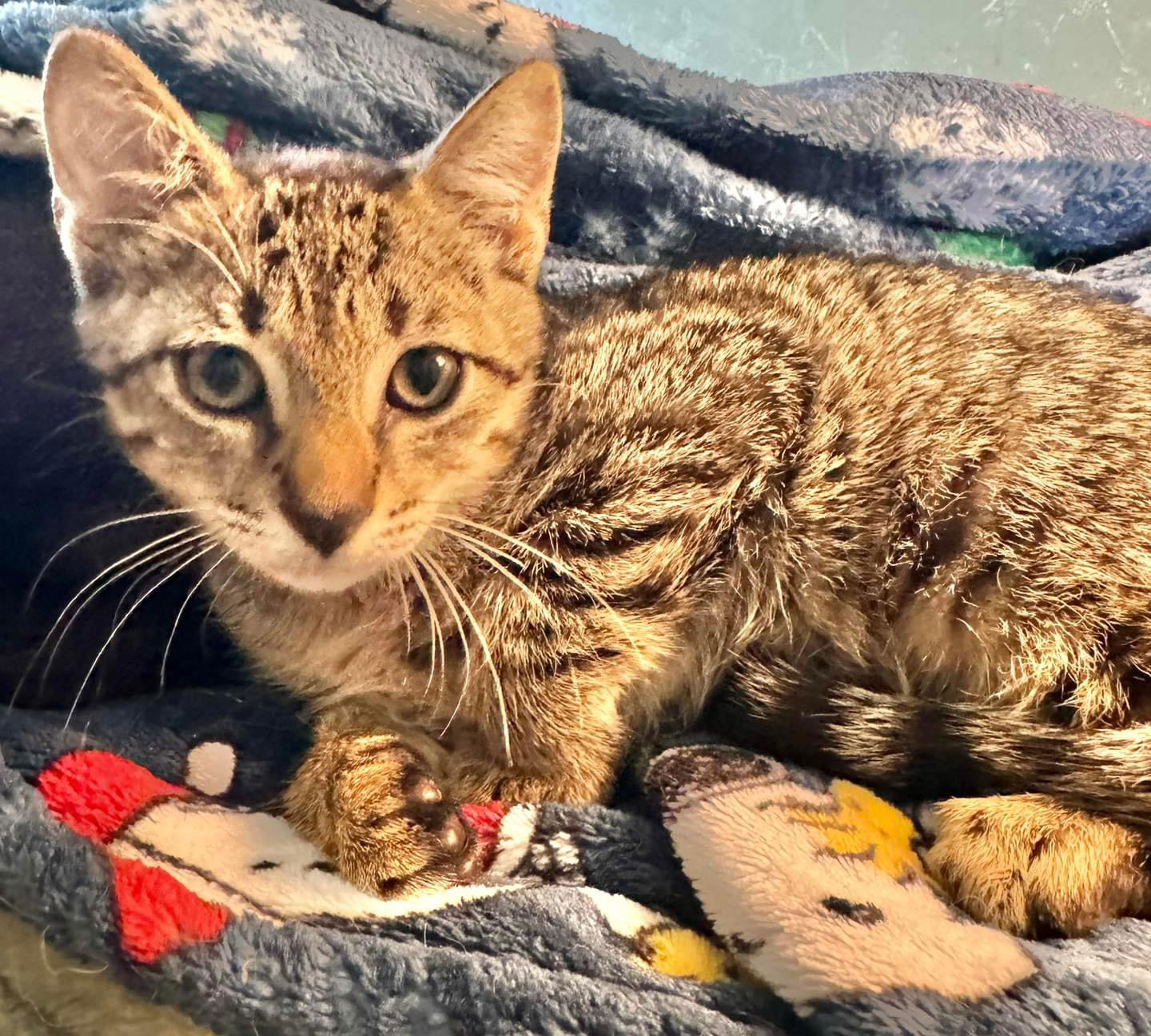 adoptable Cat in Naples, FL named Harrison