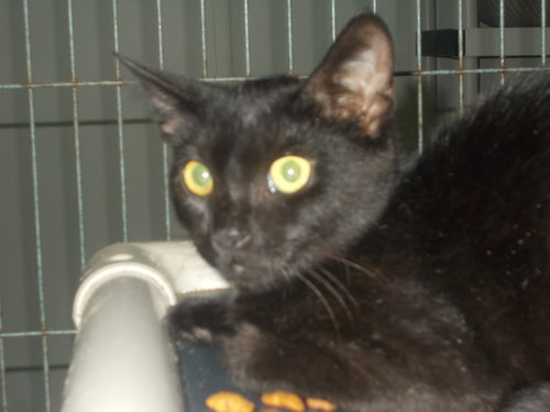 picture of the cat needing adoption