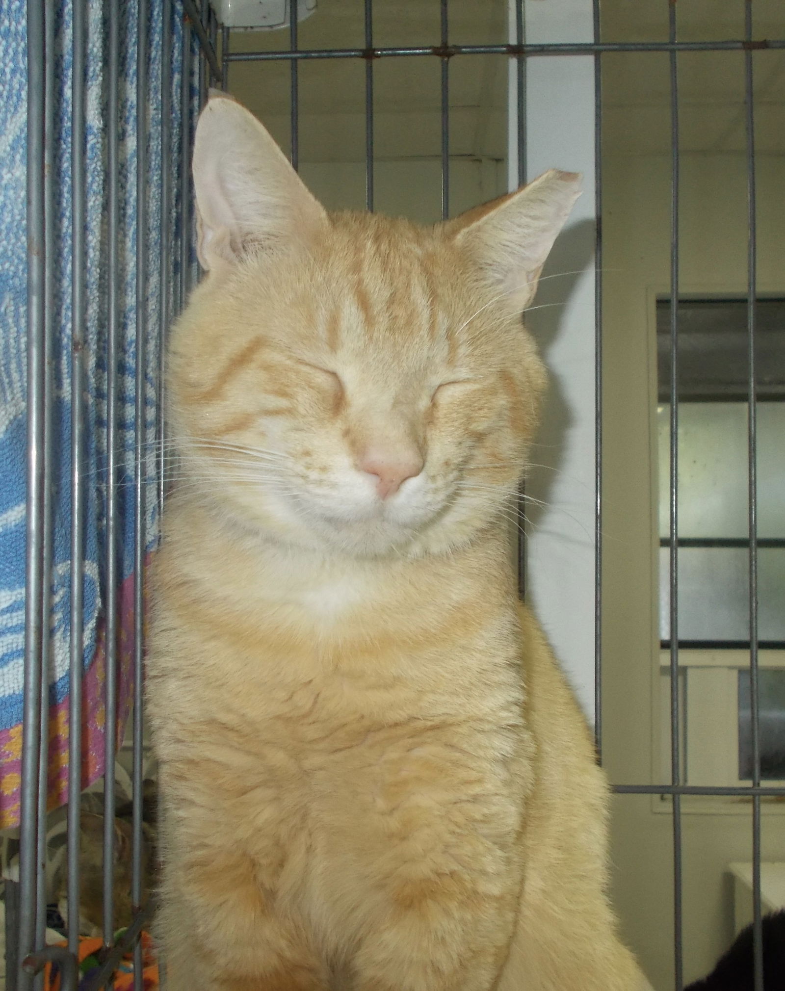 adoptable Cat in Naples, FL named Marmalade