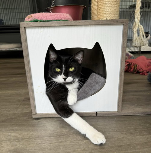 picture of the cat needing adoption