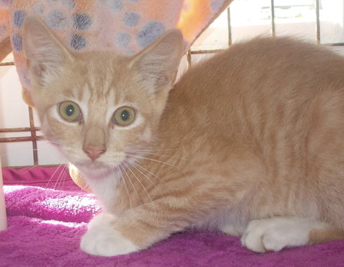 picture of the cat needing adoption