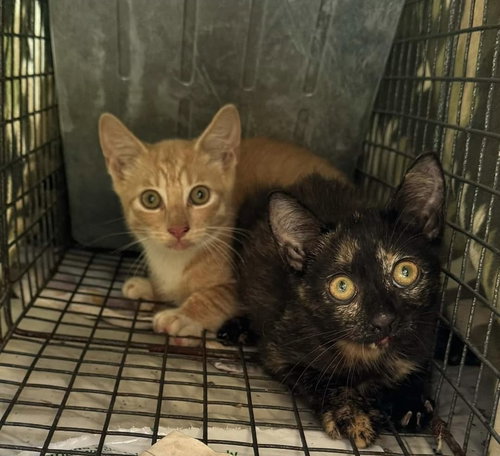 SAM - American Shorthair available for adoption