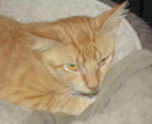 MANGO - American Shorthair available for adoption