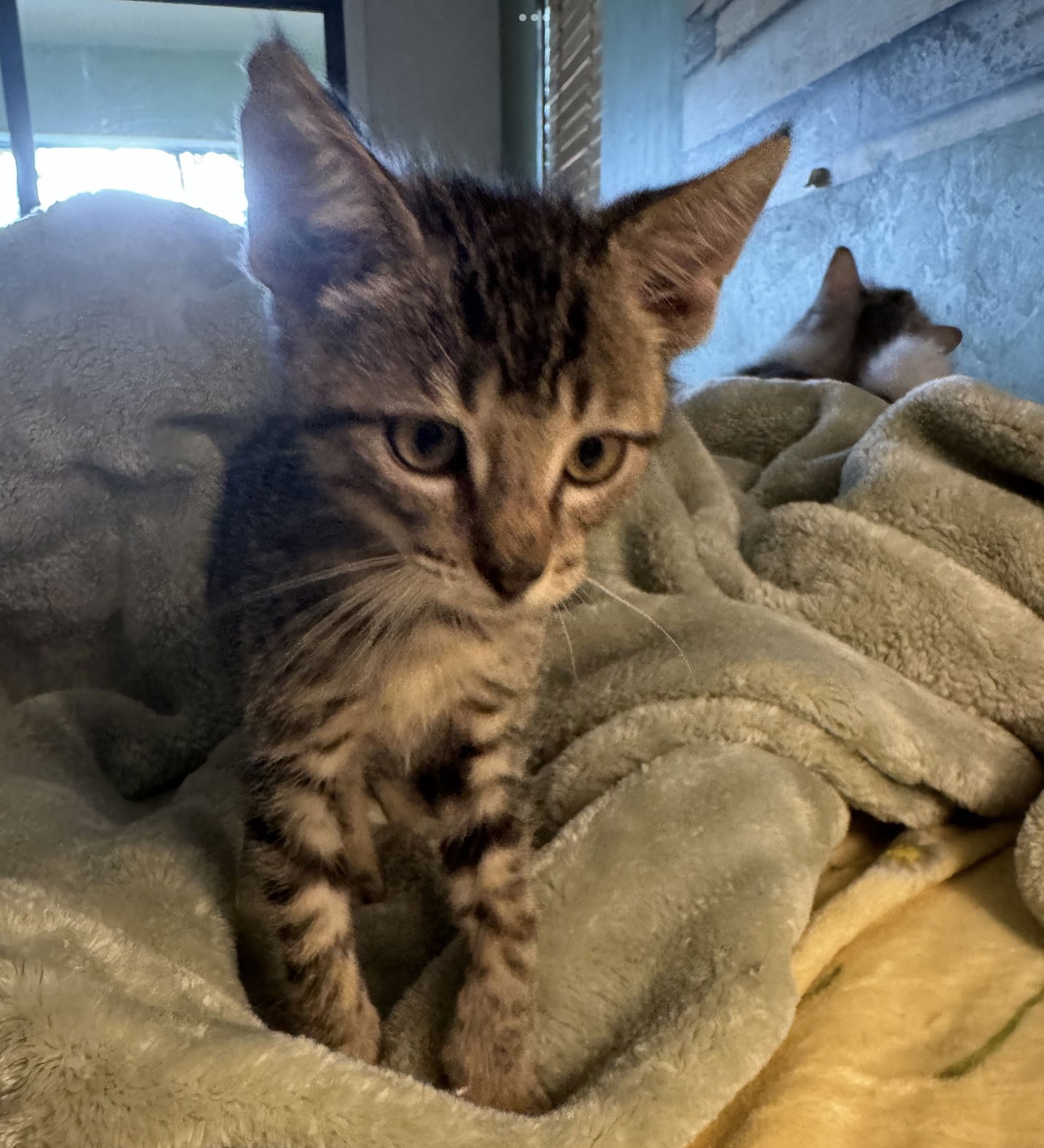 adoptable Cat in Naples, FL named River