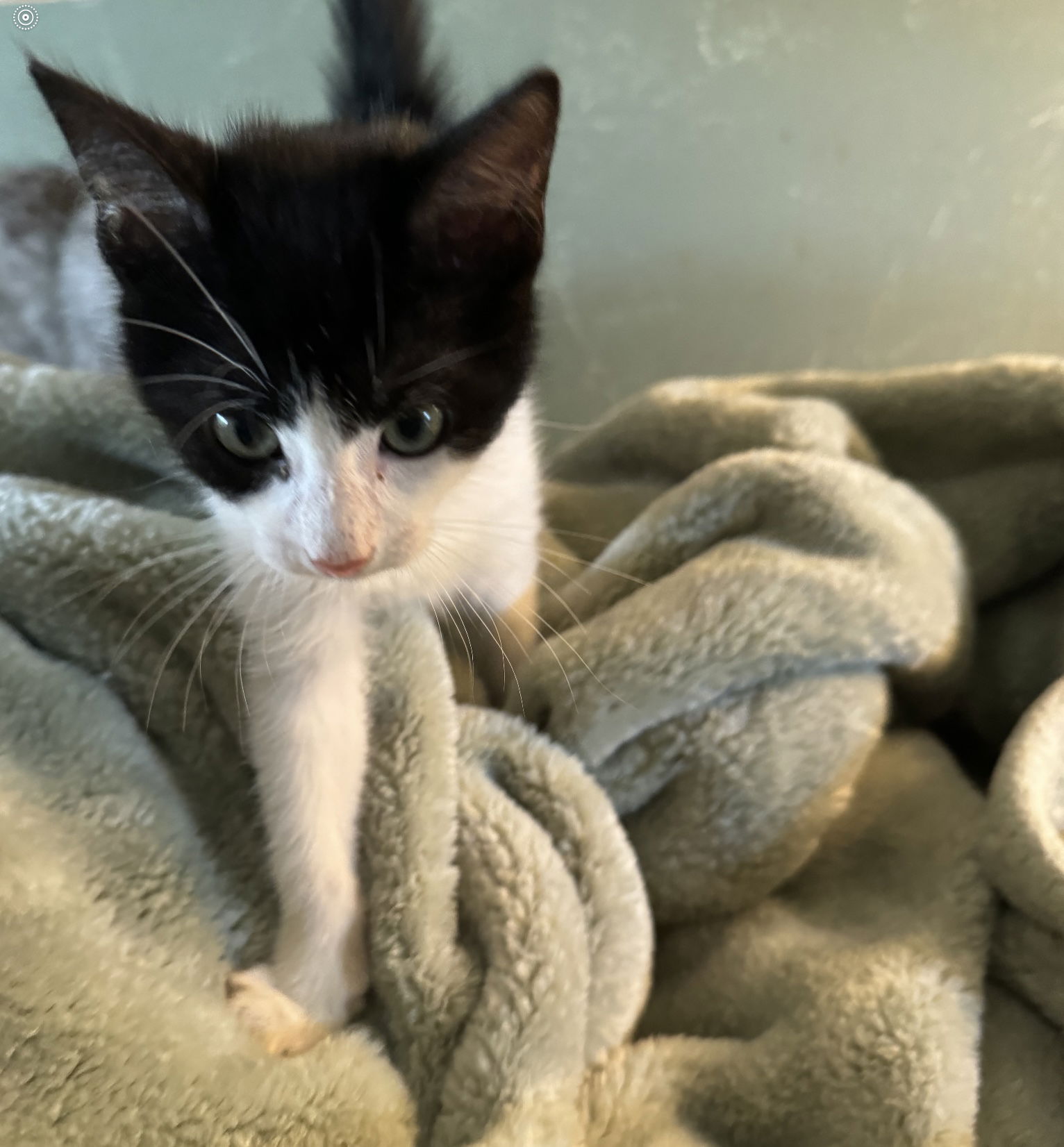 adoptable Cat in Naples, FL named Stone