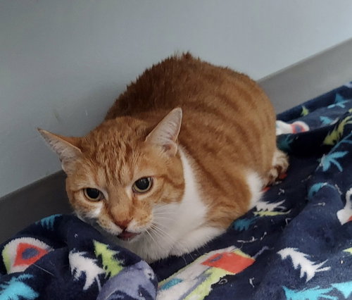 picture of the cat needing adoption