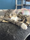 adoptable Cat in , FL named Biggie