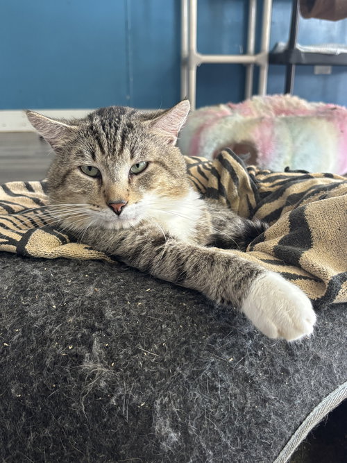 picture of the cat needing adoption