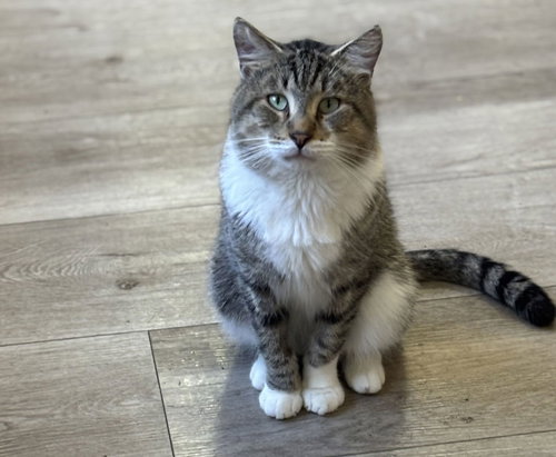 BIGGIE - American Shorthair available for adoption