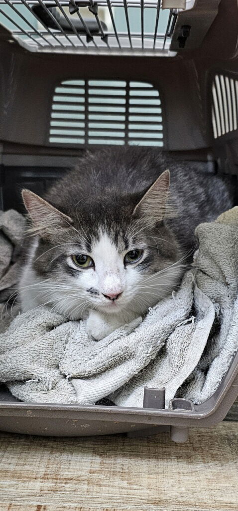 adoptable Cat in Naples, FL named Sprout