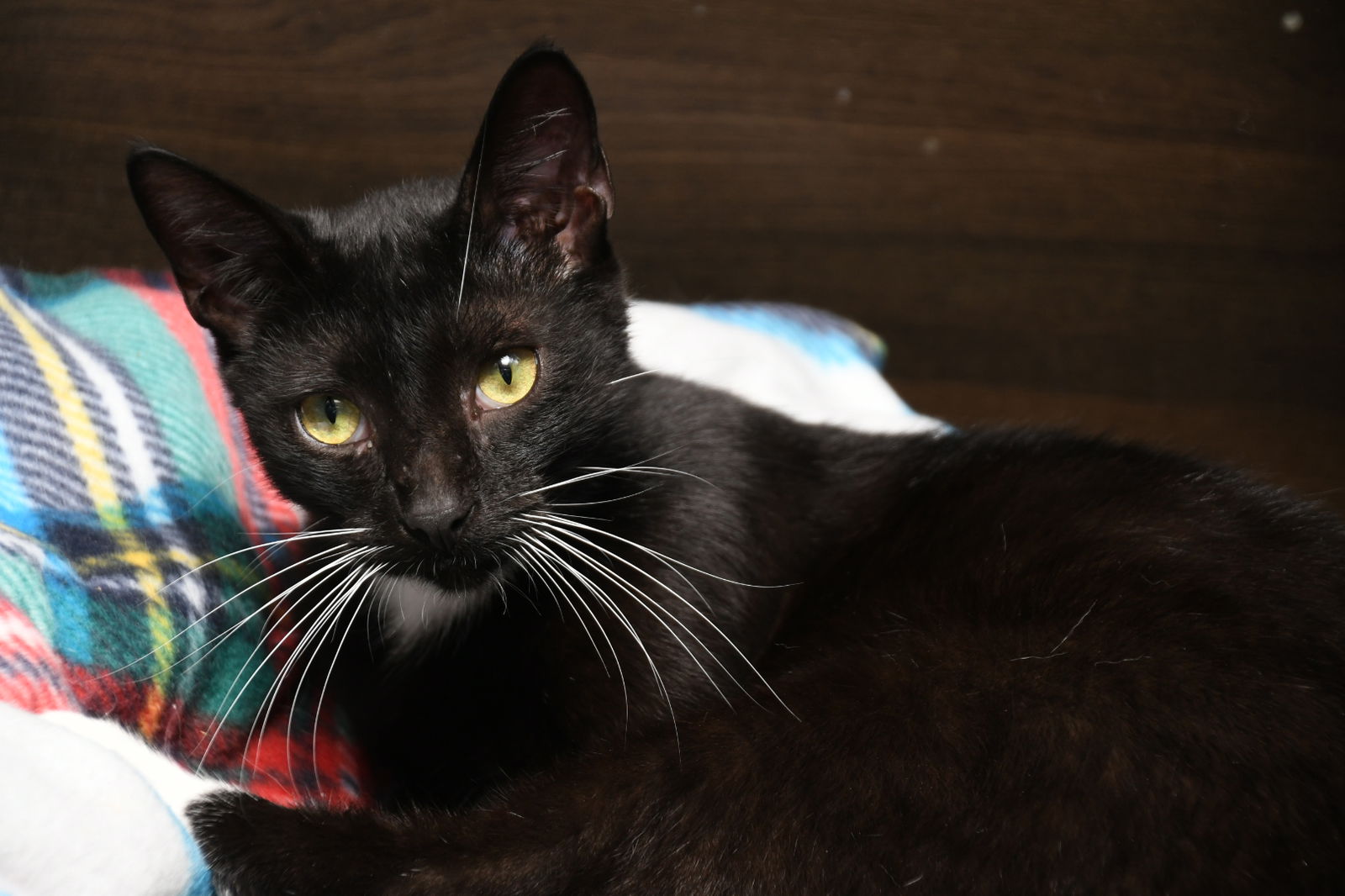 adoptable Cat in Naples, FL named Stone Cold