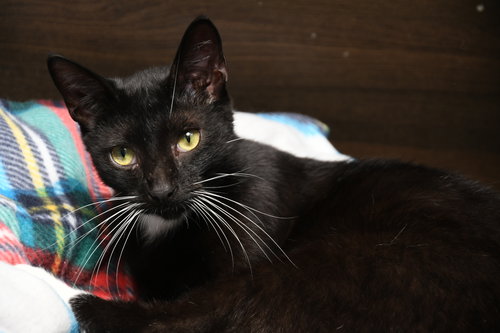 picture of the cat needing adoption