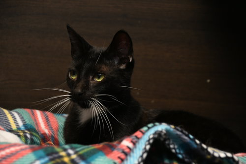 STONE COLD - American Shorthair available for adoption