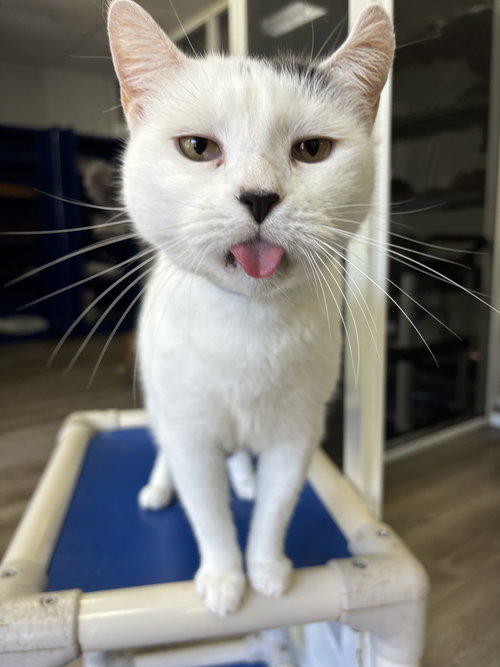 picture of the cat needing adoption