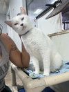 BT (Black Tail) - Photo 5