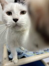 BT (Black Tail) - Photo 2