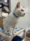 BT (Black Tail) - Photo 6