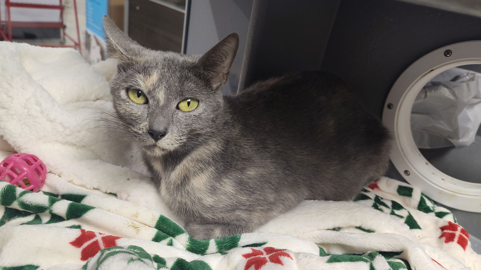 adoptable Cat in Naples, FL named Frida