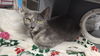 adoptable Cat in  named Frida