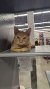 adoptable Cat in  named Dali