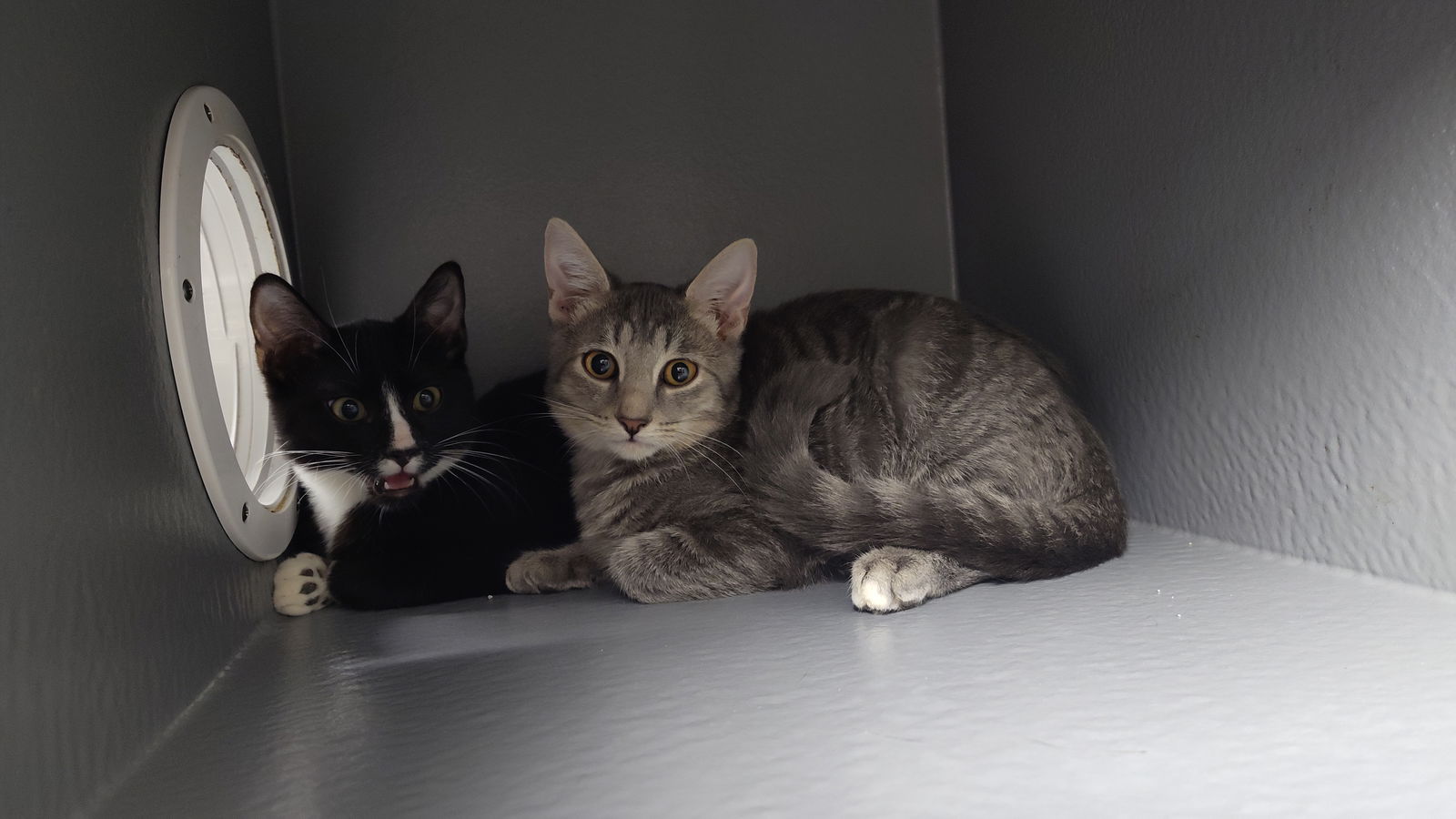 adoptable Cat in Naples, FL named Picasso