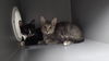 adoptable Cat in  named Picasso