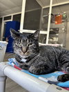 Ernie - Photo 1