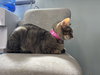 Peanut butter - Photo 2