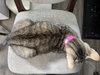 Peanut butter - Photo 3