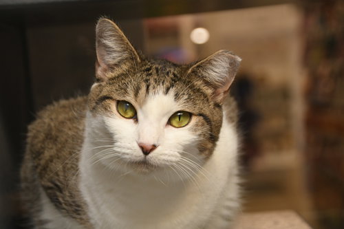 MINNIE - Tabby available for adoption