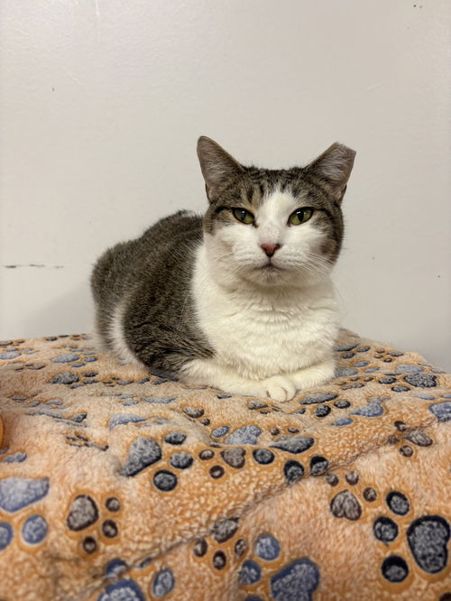 picture of the cat needing adoption