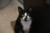adoptable Cat in  named Ralph