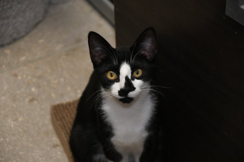 picture of the cat needing adoption