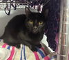 adoptable Cat in  named Daisy