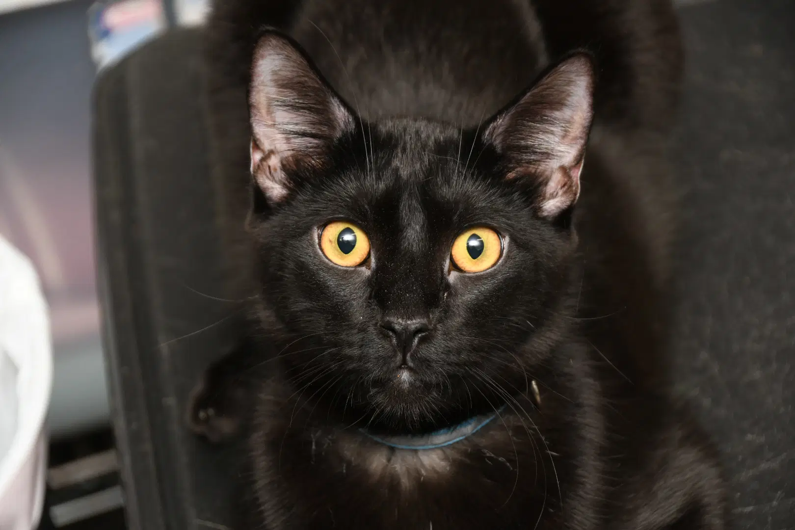 Lionel - American Shorthair