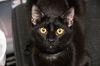 adoptable Cat in  named Lionel