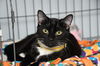 adoptable Cat in  named Rosie