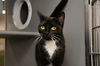 adoptable Cat in  named Trinity