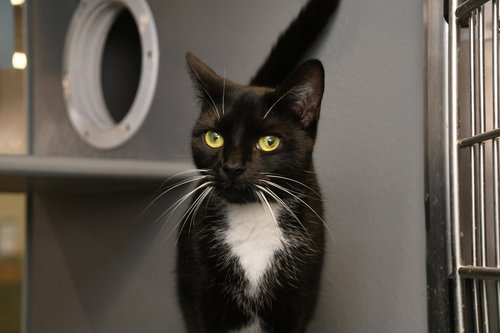 picture of the cat needing adoption