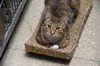 adoptable Cat in  named George