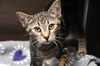 adoptable Cat in  named Thor
