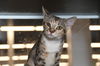 adoptable Cat in  named Lollipop
